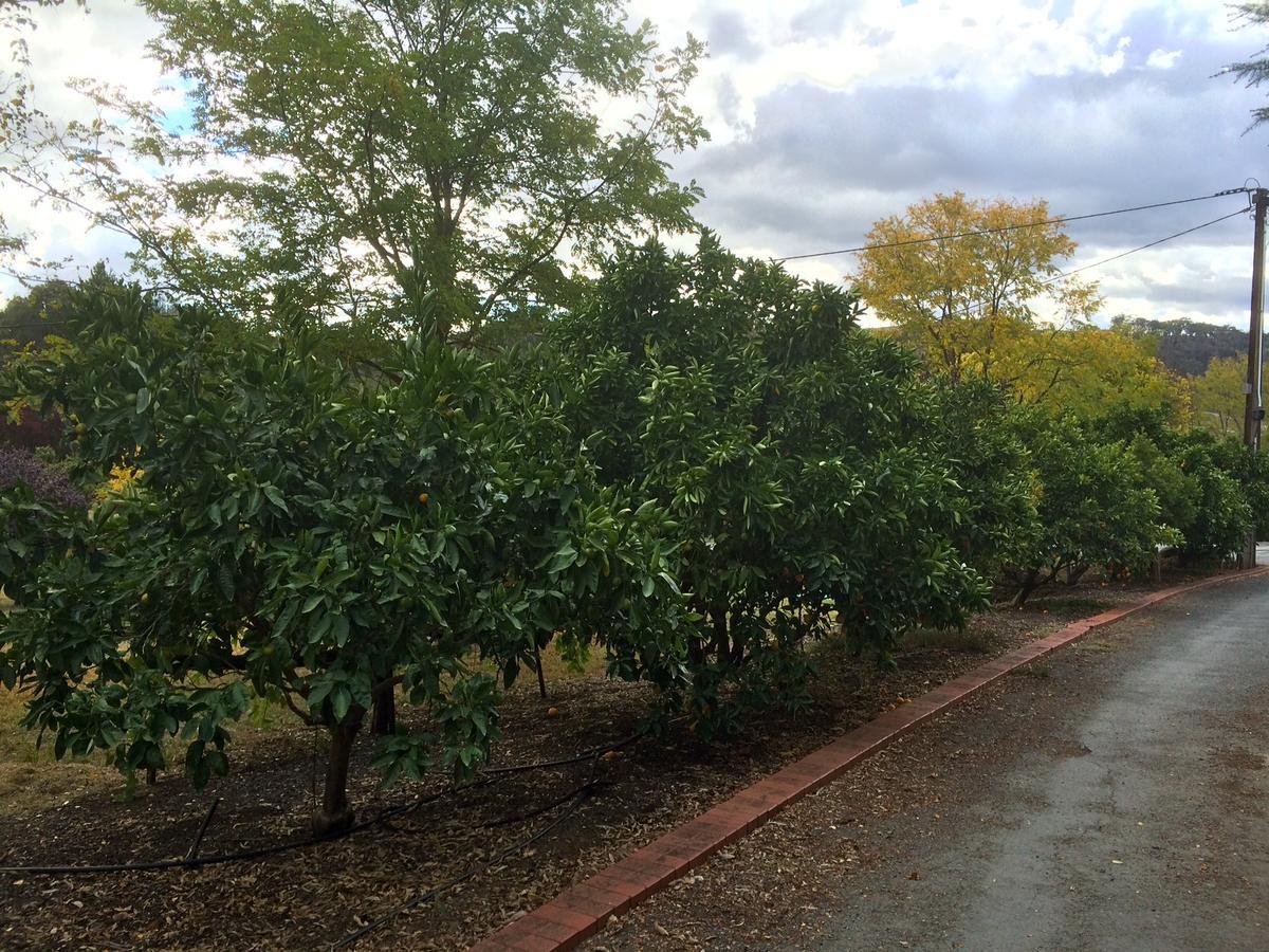 Vineyard Cottage Bnb Gumeracha Kültér fotó